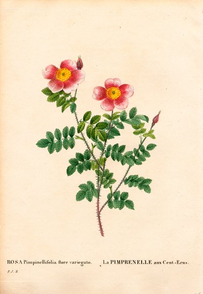 Hundred-Crowns Burnet rose, Rosa pimpinellifolia sort, La Pimprenelle aux Cent-Ecus. Håndfarvet stiplet kobberstik fra Pierre Joseph Redoutes "" Les Roses,"" Paris af Pierre Joseph Redouté