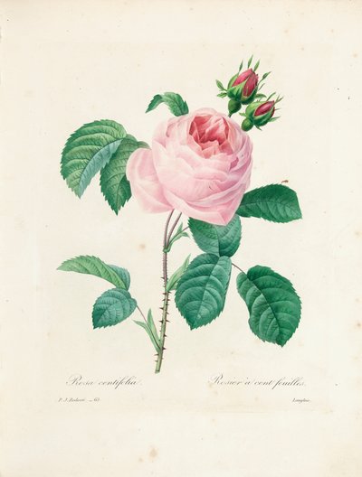 Hundredbladede roser, graveret af Langlois, fra 