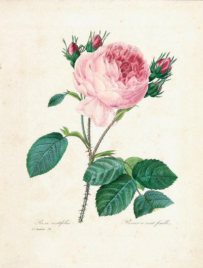 Hundredbladede roser, fra 