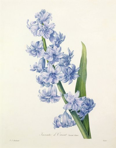 Hyacinthus orientalis (almindelig hyacint), graveret af Victor, fra 