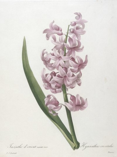 Orientalsk hyacintrosa sort, Hyacinthus orientalis, fra Valg af de smukkeste blomster og smukkeste frugter, 1827 (håndfarvet stiplet gravering) af Pierre Joseph Redouté
