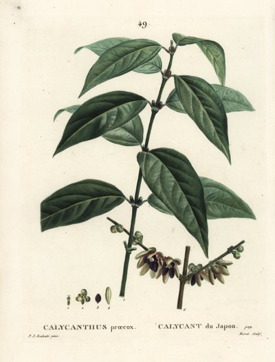 Japansk allehånde, Chimonanthus praecox (Calycanthus praecox). Håndfarvet stipplegravering af Moret efter en illustration af Pierre-Joseph Redoute fra Henri Louis Duhamel du Moncels Treat des Arbres et Shrustes, Paris af Pierre Joseph Redouté