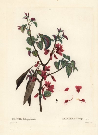 Judastræ, Cercis siliquastrum. Håndfarvet prikkegravering af Tassaert efter en illustration af Pierre-Joseph Redoute fra Henri Louis Duhamel du Moncels Treat des Trees et Shrustes, Paris af Pierre Joseph Redouté