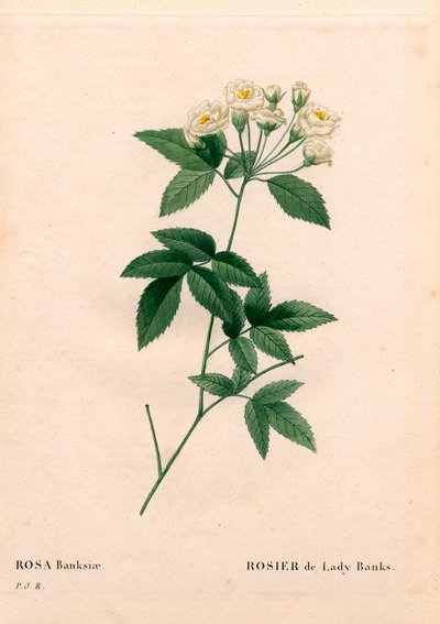 Lady Banks rose, Rosa banksiae var. alba-plena. Håndfarvet stiplet kobberstik fra Pierre Joseph Redoutes "" Les Roses,"" Paris af Pierre Joseph Redouté