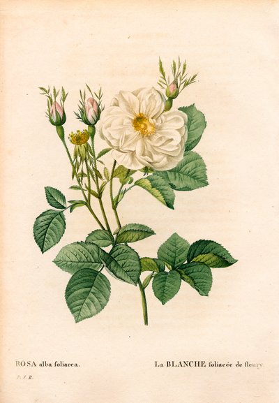 Bladhvid rose af Fleury, Rosa alba sort, la blanc foliaceee de Fleury. Håndfarvet stiplet kobberstik fra Pierre Joseph Redoutes "" Les Roses,"" Paris af Pierre Joseph Redouté