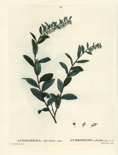 Læderblad, Chamaedaphne calyculata (Andromeda calyculata). Håndfarvet stipplegravering af Miss Brenet efter en illustration af Pierre-Joseph Redoute fra Henri Louis Duhamel du Moncels Treat des Arbres et Shrustes, Paris af Pierre Joseph Redouté