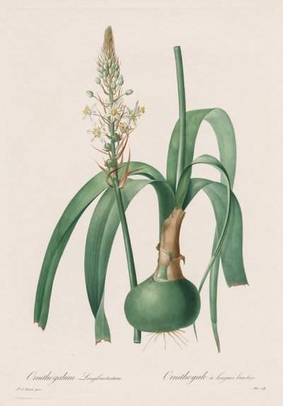 Les Liliacées: Ornithogalum longibracteatum af Pierre Joseph Redouté