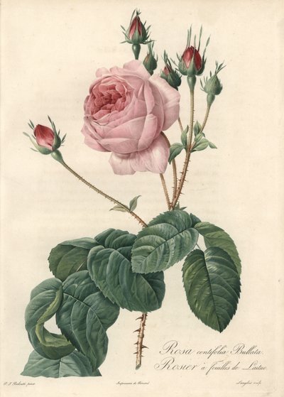 Salatbladsrose - Eau forte de Langlois, baseret på en illustration af Pierre Joseph Redoute (1759-1840), fra Les Roses af Pierre Joseph Redouté