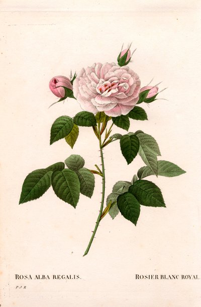 Maidens pink blush, royal white rose, Rosa alba var. incarnata. Håndfarvet stiplet kobberstik fra Pierre Joseph Redoutes "" Les Roses,"" Paris af Pierre Joseph Redouté