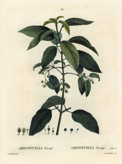 Maqui eller chilensk vinbær, Aristotelia chilensis (Aristotelia macqui). Håndfarvet stipplegravering af Aimee efter en illustration af Pierre-Joseph Redoute fra Henri Louis Duhamel du Moncels Treat des Arbres et Shrustes, Paris af Pierre Joseph Redouté