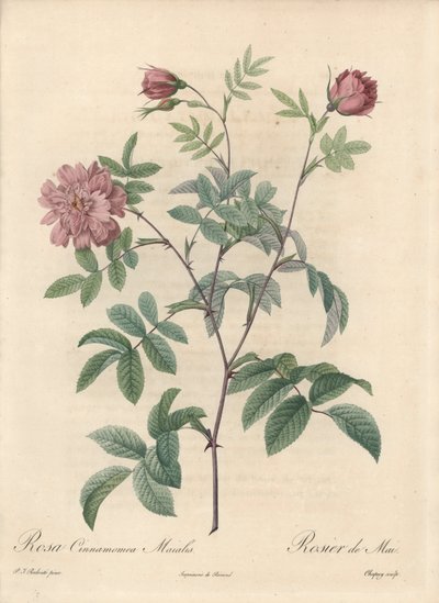 Majrose eller kanelrose - Eau forte de Chapuy, fra en illustration af Pierre Joseph Redoute (1759-1840), uddrag fra Les Roses af Pierre Joseph Redouté