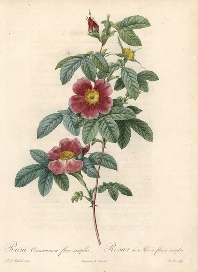 Maj rose eller rose kanel en simpel blomst - Eau forte af Charlin, fra en illustration af Pierre Joseph Redoute (1759-1840), fra Les Roses af Pierre Joseph Redouté