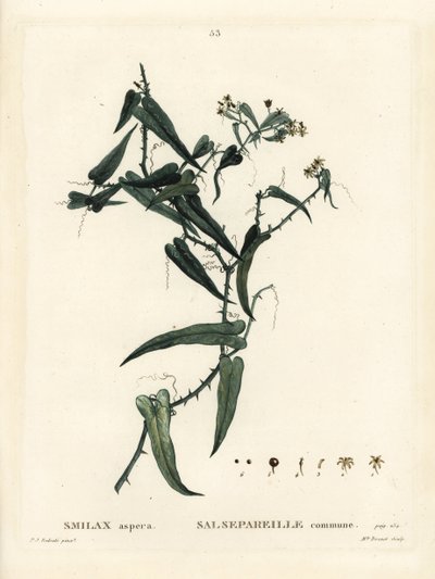 Middelhavs smilax, Smilax aspera. Håndfarvet stipplegravering af Miss Brenet efter en illustration af Pierre-Joseph Redoute fra Henri Louis Duhamel du Moncels Treat des Arbres et Shrustes, Paris af Pierre Joseph Redouté