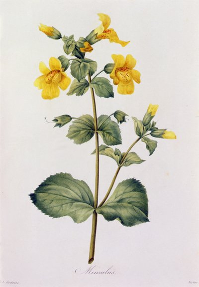 Mimulus (farvet gravering) af Pierre Joseph Redouté