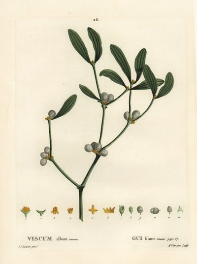 Mistelten, Visum album. Håndfarvet stipplegravering af Miss Brenet efter en illustration af Pierre-Joseph Redoute fra Henri Louis Duhamel du Moncels Treat des Arbres et Shrustes, Paris af Pierre Joseph Redouté