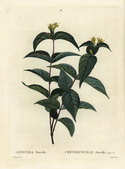 Nordlig buskkaprifolier, Diervilla lonicera (Lonicera diervilla). Håndfarvet stipplegravering af Du Ruisseau efter en illustration af Pierre-Joseph Redoute fra Henri Louis Duhamel du Moncels Treat des Arbres et Shrustes, Paris af Pierre Joseph Redouté