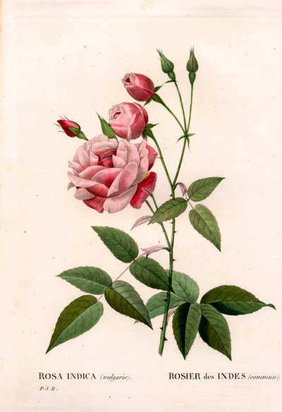 Gammel blush rose, Rosa chinensis, indisk rose almindelig. Håndfarvet stiplet kobberstik fra Pierre Joseph Redoutes "" Les Roses,"" Paris af Pierre Joseph Redouté