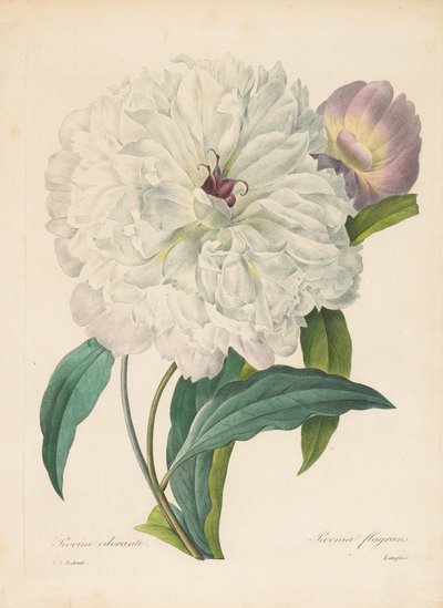 Paeonia flamrans pæon, 1827. af Pierre Joseph Redouté