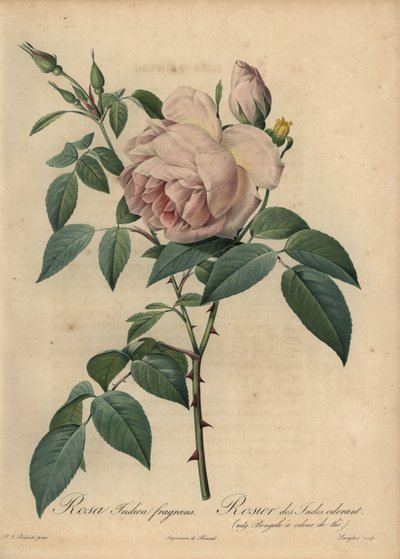 Lysrosa te-duftende rose, Rosa odorata af Pierre Joseph Redouté
