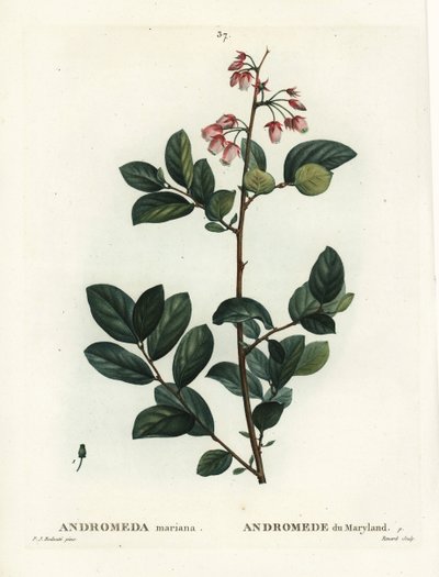 Pieris mariana (Andromeda mariana, Andromede of Maryland). Håndfarvet stipplegravering af Renard efter en illustration af Pierre-Joseph Redoute fra Henri Louis Duhamel du Moncels Treat des Arbres et Shrustes, Paris af Pierre Joseph Redouté