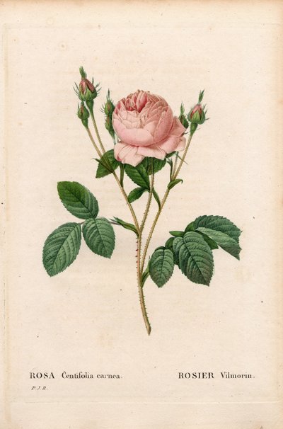 Pink Vilmorin, Rosa centifolia Vilmorin. Håndfarvet stiplet kobberstik fra Pierre Joseph Redoutes "" Les Roses,"" Paris af Pierre Joseph Redouté