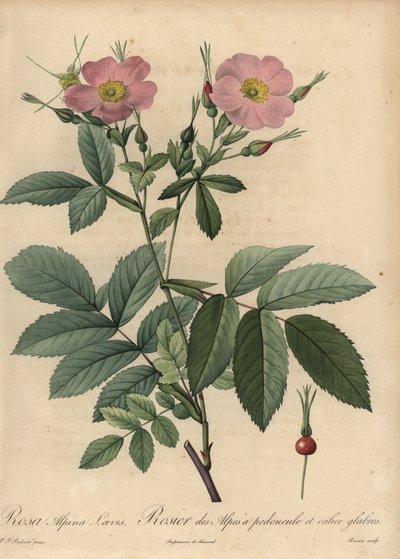 Lyserød alperose, Rosa pendulina af Pierre Joseph Redouté