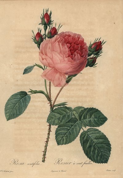 Rosa kålrose eller Provence rose, Rosa centifolia af Pierre Joseph Redouté