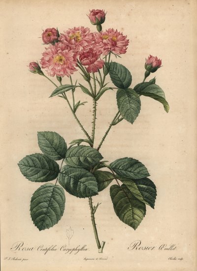 Lyserød nellike-kronbladskålrose, Rosa centifolia af Pierre Joseph Redouté