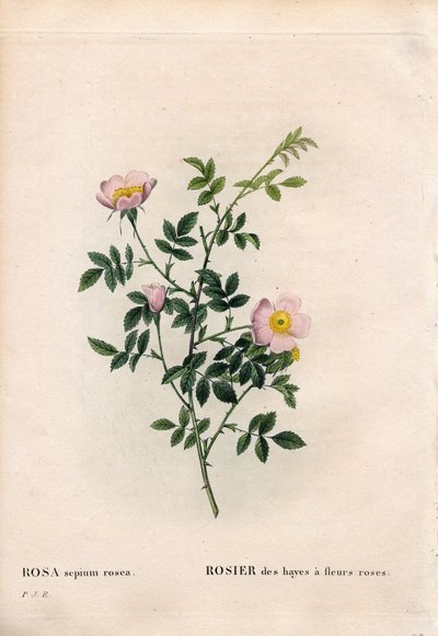 Pink hækrose, Rosa aggrestis sort, Rose af hø med lyserøde blomster. Håndfarvet stiplet kobberstik fra Pierre Joseph Redoutes "" Les Roses,"" Paris af Pierre Joseph Redouté