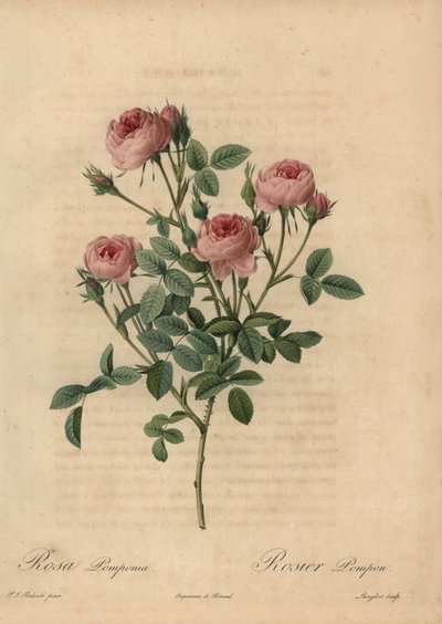 Pink pompon rose, Rosa centifolia af Pierre Joseph Redouté