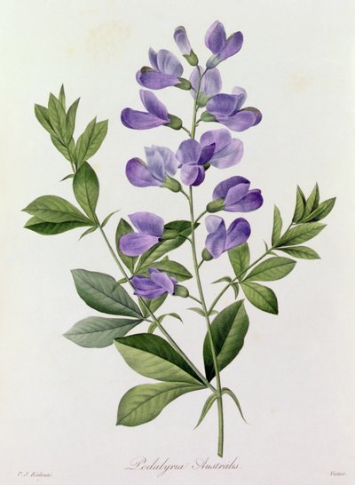 Podalyria Australis (farvet gravering) af Pierre Joseph Redouté