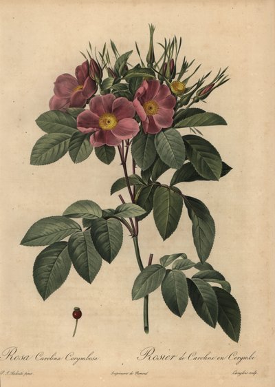 Lilla Carolina-rose eller græsrose, Rosa carolina corymbosa af Pierre Joseph Redouté