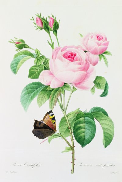 Rosa Centifola (farvet gravering) af Pierre Joseph Redouté