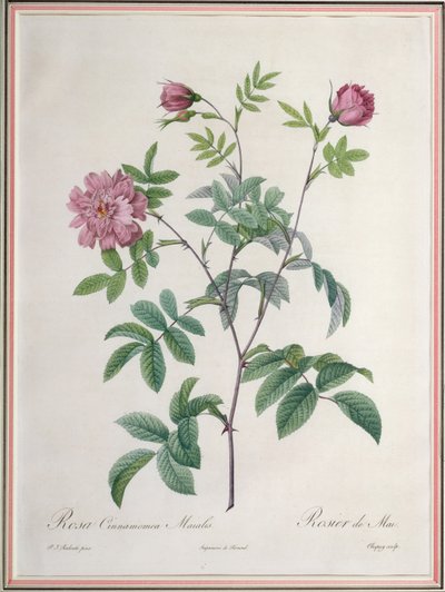 Rosa Cinnamomea Maialis, indgraveret af Chapuy, udgivet af Remond af Pierre Joseph Redouté
