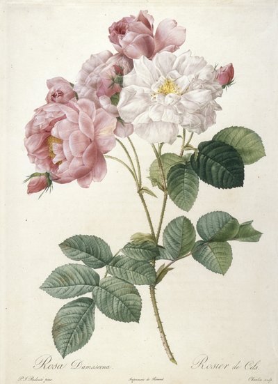 Rosa Damascena, Rosier de Cels, fra Les Roses, 1817-24 (håndfarvet prikkegravering) af Pierre Joseph Redouté