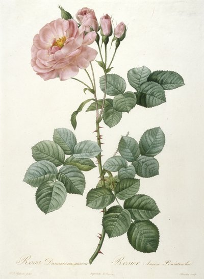 Rosa Damascena aurora, Rosier Aurore Poniatowska, fra La Couronne Des Roses, 1817-1824 (håndfarvet prikkegravering) af Pierre Joseph Redouté