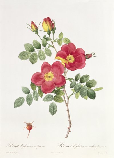 Rosa Eglantera Punicea af Pierre Joseph Redouté