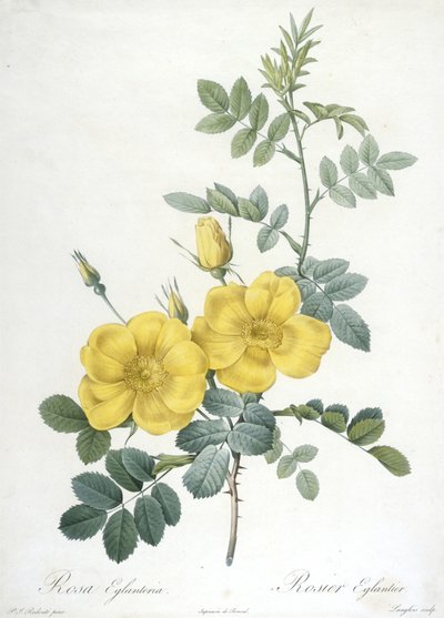 Rosa Eglanteria, Rosier Eglantier, fra Les Roses, 1817-24 (håndfarvet stipple-gravering) af Pierre Joseph Redouté