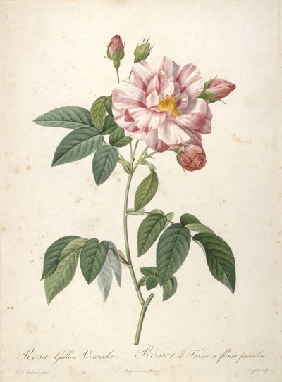 Rosa Gallica Versicolor, Rosier de France a fleurs panachees, fra Les Roses, 1817-24 (håndfarvet stipple gravering) af Pierre Joseph Redouté
