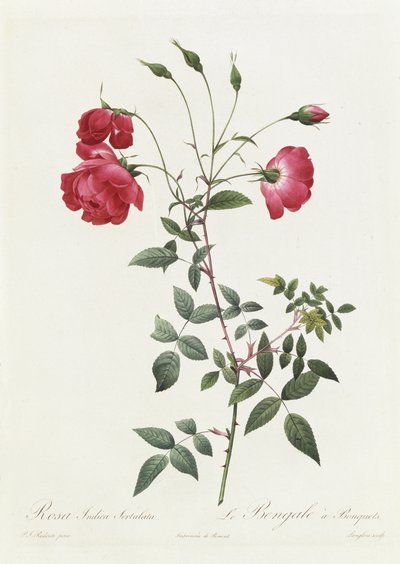 Rosa Indica Sertulata af Pierre Joseph Redouté