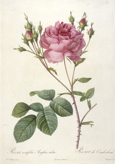 Rosa centifolia Anglica rubra, Rosier de Cumberland, fra Les Roses, 1817-24 (håndfarvet stipple-gravering) af Pierre Joseph Redouté