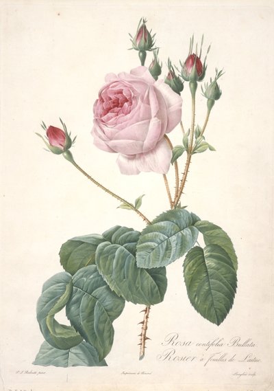 Rosa centifolia Bullata, Rosebush med salatblade, fra Les Roses, 1817-24 (håndfarvet stiplet gravering) af Pierre Joseph Redouté