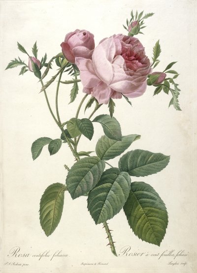 Rosa centifolia foliacea, Rosier a cent feuilles, foliace, fra Les Roses, 1817-24 (håndfarvet stipple gravering) af Pierre Joseph Redouté