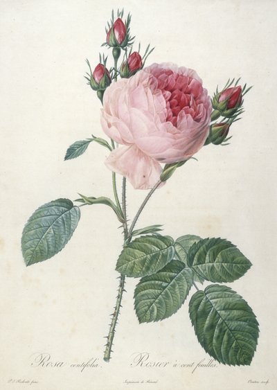 Rosa centifolia, Rosier a cent-feuilles, fra Les Roses, 1817-24 (håndfarvet prikkegravering) af Pierre Joseph Redouté