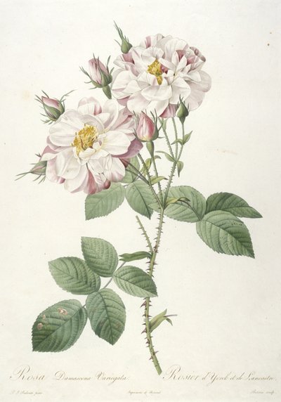 Rosa damascena variegata, Rose of York og Lancaster, fra La Couronne des Roses, 1817-24 (håndfarvet stipple gravering) af Pierre Joseph Redouté