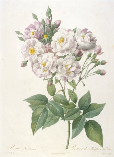 Rosa noisettiana, Rosier de Philippe de Noisette, fra La Couronne des Roses, 1817-24 (håndfarvet prikkegravering) af Pierre Joseph Redouté
