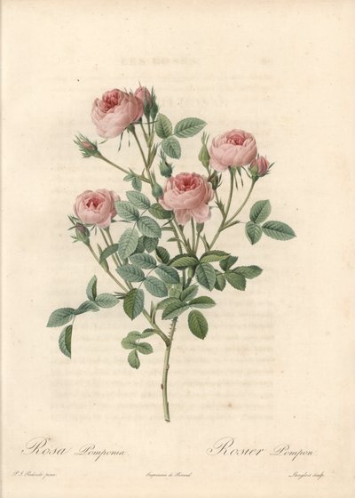 Rose de Meaux med lyserøde blomster - Radering af Langlois, baseret på en illustration af Pierre Joseph Redoute (1759-1840), fra Les Roses af Pierre Joseph Redouté