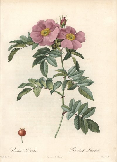 Rose of Virginia, med lyserøde blomster - Eau forte de Bessin, baseret på en illustration af Pierre Joseph Redoute (1759-1840), fra Les Roses af Pierre Joseph Redouté