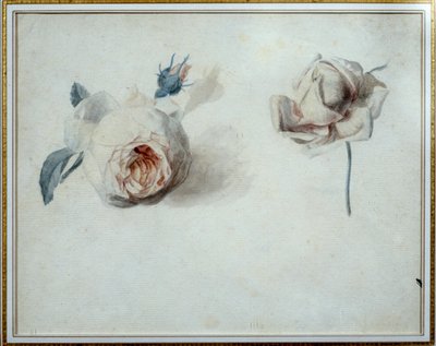 Rose studie Akvarel af Pierre Joseph Redoute (1759-1840) Malmaison fra det 19. århundrede, slotmuseum. af Pierre Joseph Redouté