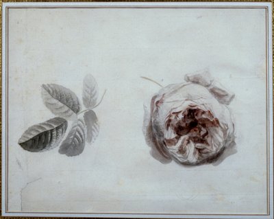 Rose studie Akvarel af Pierre Joseph Redoute (1759-1840) Malmaison fra det 19. århundrede, slotmuseum. af Pierre Joseph Redouté